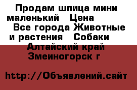 Продам шпица мини маленький › Цена ­ 15 000 - Все города Животные и растения » Собаки   . Алтайский край,Змеиногорск г.